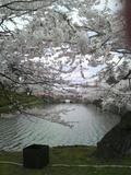 桜が咲いている、5月の連休です