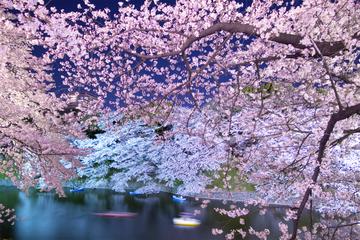 都会の真ん中で、ライトアップされた美しい桜に出会えるスポット ゆらゆら＆ともちゃんさん