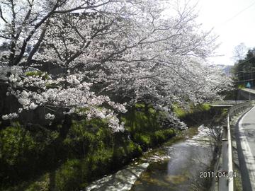 施設沿いの川と桜が最高 mojarionさん