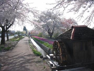 桜並木と水車 コスキンエンハポンさん