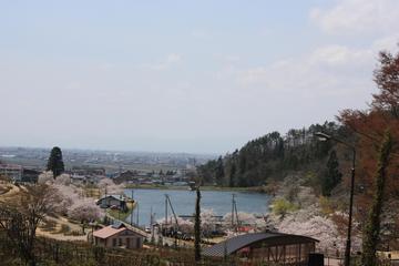 桜・湖・町のコラボが楽しめます！ めだかさん