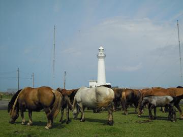 白い灯台の周りに、寒立馬と呼ばれる馬が集まっていました。 kaiさん