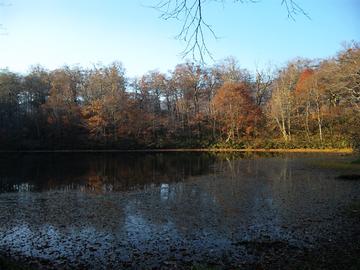池に映る紅葉が最高です。 ryo33さん