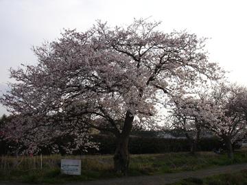 今井堤の桜