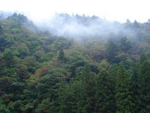 京都大学フィールド科学教育研究センター　森林ステーション　芦生研究林