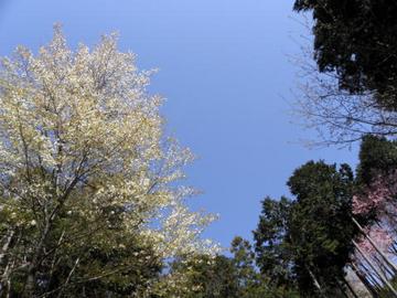 山頂付近は、山桜や染井吉野が見頃となりつつあります。 ヤッピーさん