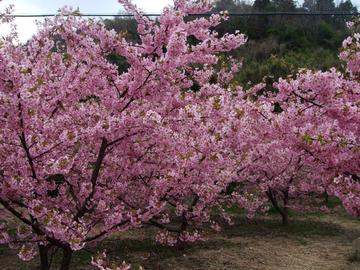 河津桜が満開です。 indiakaさん
