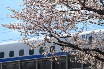 桜色の新幹線！！ お魚さんさん