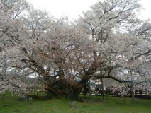大桜（熊本県阿蘇）