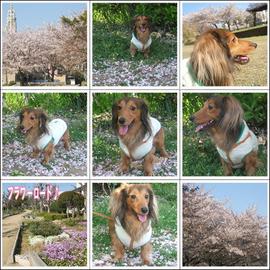 春は桜が最高です～♪ ままちゃぴさん