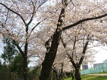 春には桜が見事です ままちゃぴさん