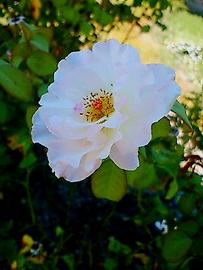 ひっそりと咲く夏薔薇。 はるさん♂さん
