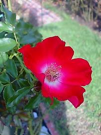 薔薇園まちの景・鮮やかな赤い花弁の薔薇ドルトムント。 はるさん♂さん