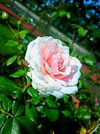 薔薇園まちの景・淡いピンクの薔薇シンデレラ。 はるさん♂さん