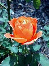 薔薇園まちの景・開き始めたオレンジの蕾スーパー・トローパー。 はるさん♂さん