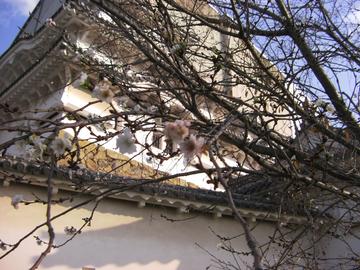 城の中で１０月桜を発見 hujimasutaさん