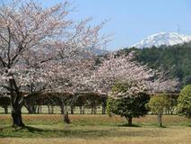 美濃と桜と伊吹山