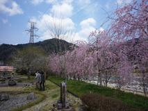 河川公園の枝垂れ桜