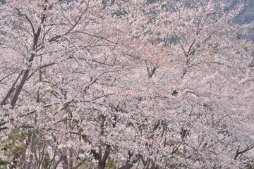 河口湖の桜 ashihoriさん
