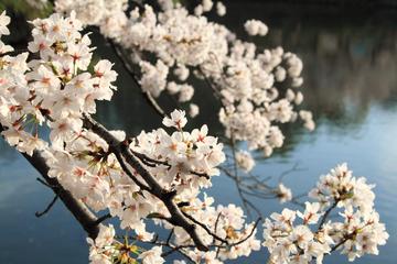 桜飾りの池 お魚さん