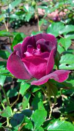 薔薇園まちの景ひと足早く咲き始めたバーガンディ･アイスバーグ はるさん♂さん