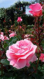 薔薇園内まちの景にてクイーン･エリザベスという品種。 はるさん♂さん