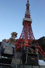 東京タワー セスmamaさん