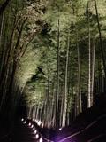 幻想的な竹林のライトアップ