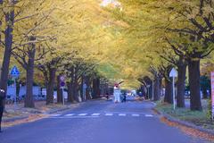 北海道大学構内いちょう並木