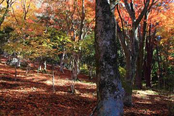 森の秋 ヤマトさん