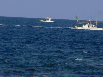 竜飛岬から見たマグロ漁 キタノシンさん