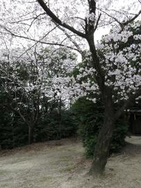ひっそりと咲く桜 ヤマトさん