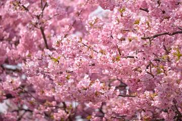 桜祭りが終わっても見頃の桜が有りますよ ashihoriさん