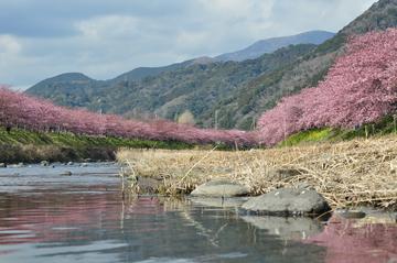 桜色に染まる川面 けんぶんろうさん