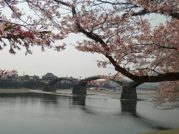 錦帯橋と桜 indiakaさん