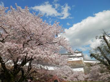 姫路城と桜 indiakaさん