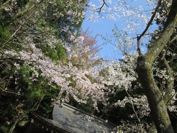 桜飾り ヤマトさん