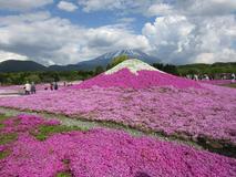 芝桜の富士山と本物でＷ