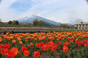 チューリップと富士山が綺麗です ななちゃんさん