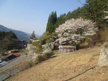 山村の桜飾り ヤマトさん