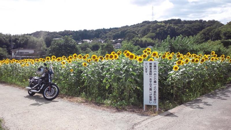 五條市 ひまわり園 ごじょうし ひまわりえん 奈良県 の口コミ アクセス情報 地図 日産ドライブナビ