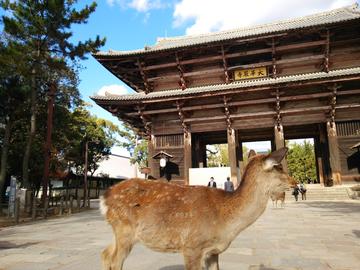 奈良の東大寺と鹿です。 lovez33さん