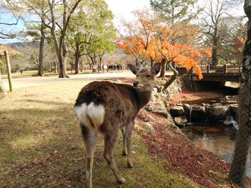 奈良公園の鹿 lovez33さん