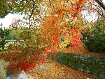 奈良公園の紅葉です。 lovez33さん