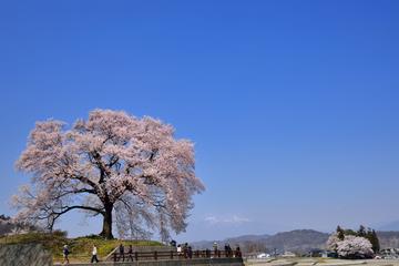 巨大な一本桜に圧倒されます ashihoriさん