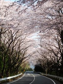 ターンパイクの桜のトンネル ＧＴ－Ｒおじさんさん