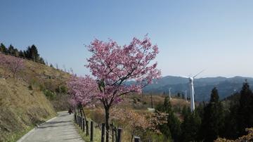 鶴姫公園の桜 lovez33さん