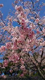 お城を彩る桜が見頃！ PIKABONさん