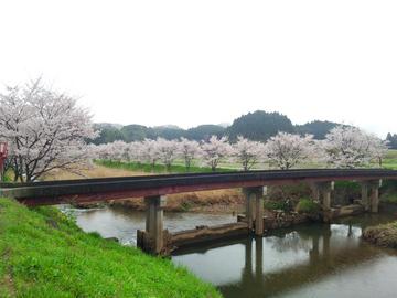 猟路の桜