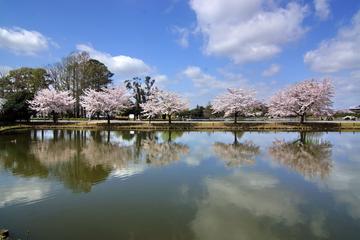 池の周りの桜が水面に綺麗です。 bokusenさん